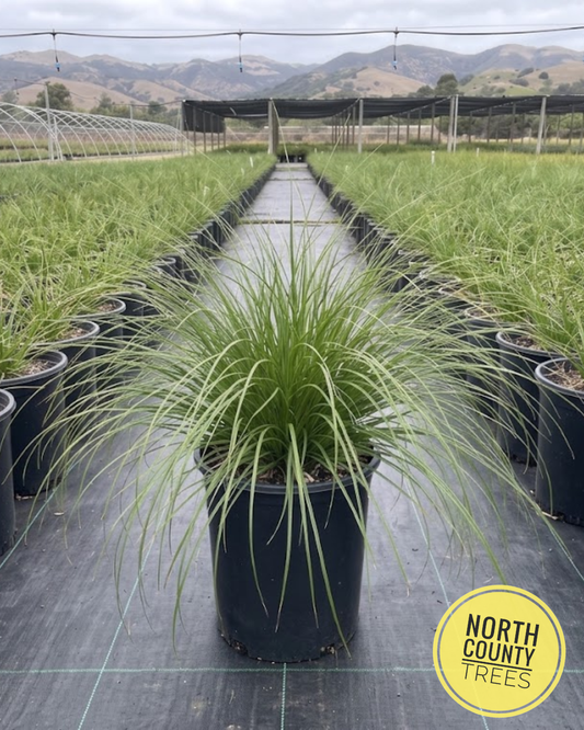 Santa Barbara Sedge (Carex barbarae)