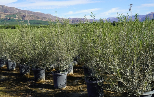 Olea e. 'Wilsonii' Multi 'Wilsonii Multi Olive'