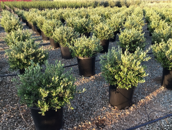 Olea europaea 'Little Ollie'