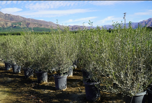 Olea Wilsonii 'Wilsonii (non-fruiting olive)'