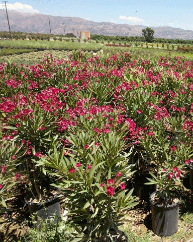 Oleander (Nerium oleander)