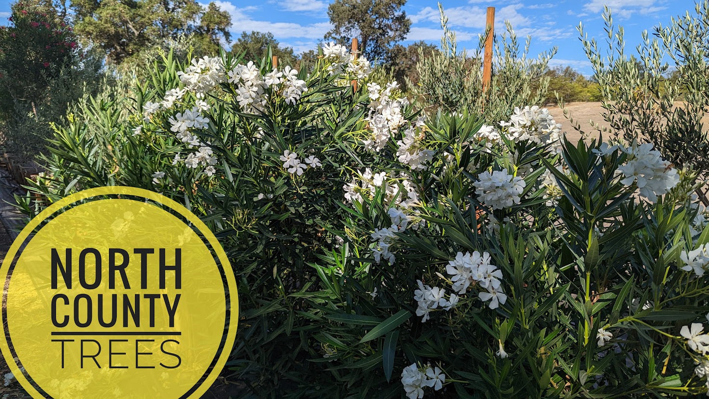 Oleander (Nerium oleander)