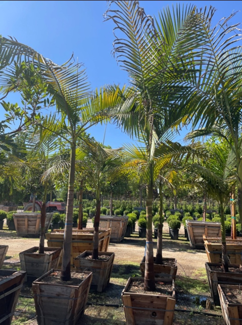 Archontophoenix sp. 'Archontophoenix Palm'