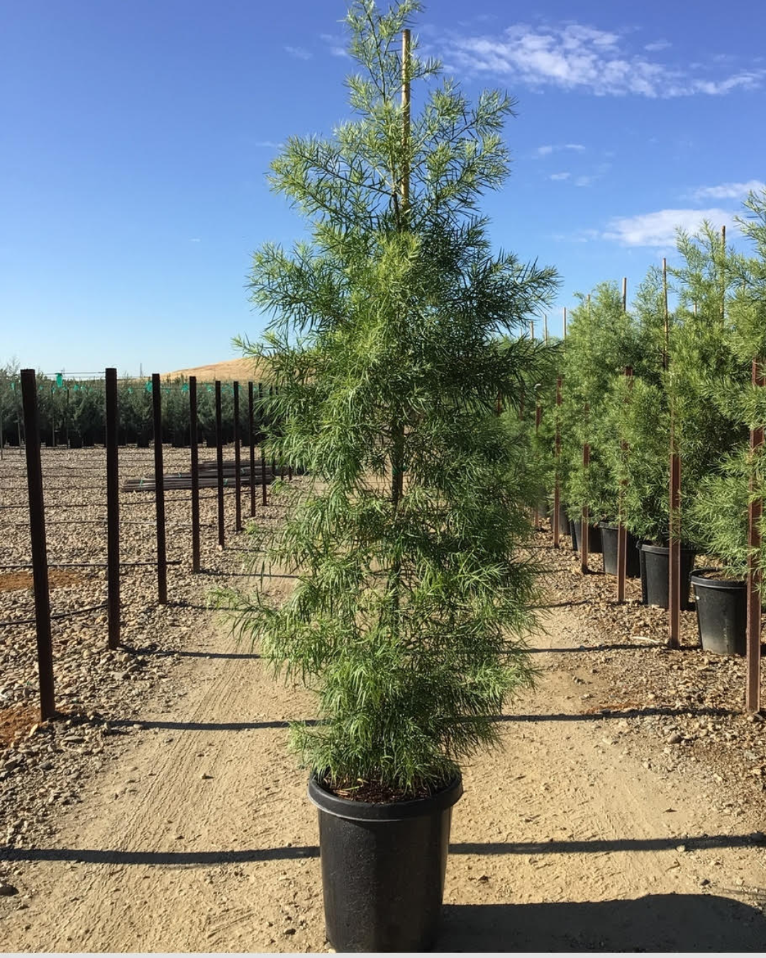 African Fern Pine (Podocarpus gracilior Column)