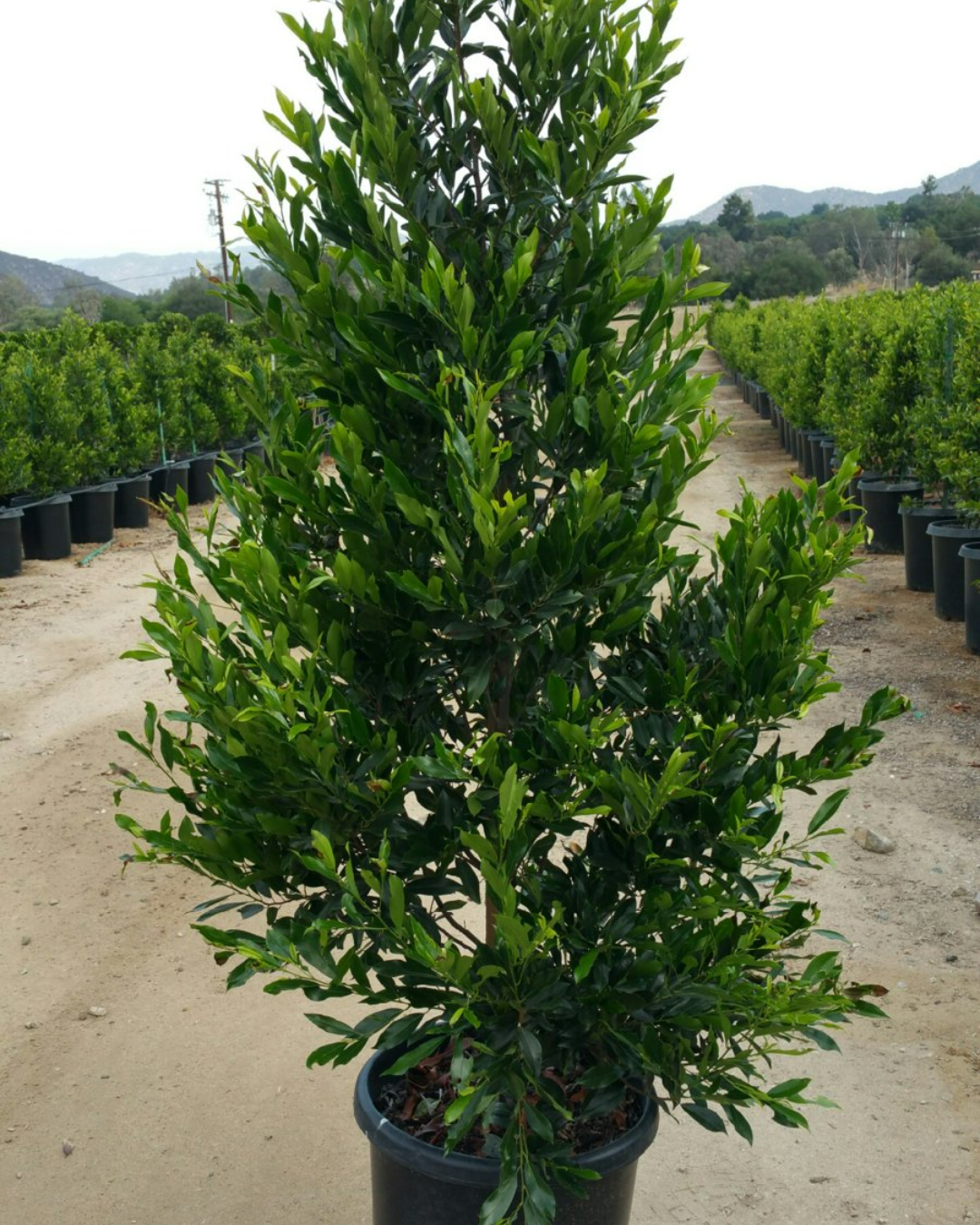 Carolina Cherry Laurel (prunus caroliniana)