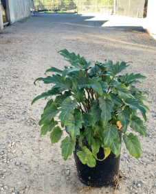 Philodendron Xanadu 'Xanadu'