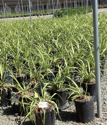 Phormium 'Yellow Wave'