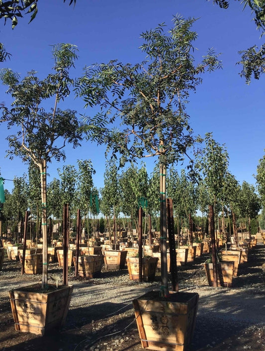 Pistacia chinensis 'Red Push'