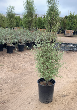 Pittosporum 'Silver Sheen'