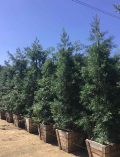 Podocarpus gracilior 'Podocarpus Column'