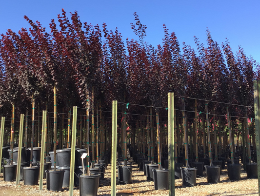 Prunus 'Krauter Vesuvius' 'Krauter Vesuvius (Purple Leaf Plum)'