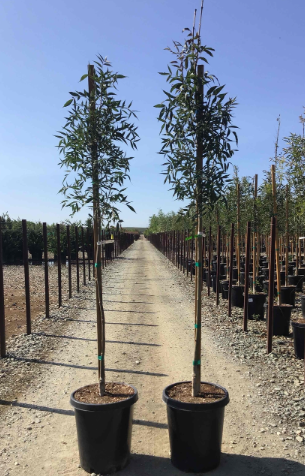 Fraxinus 'Raywood' 'Raywood Ash'