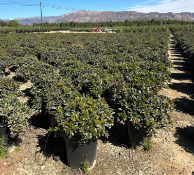 Rhaphiolepis 'Clara'