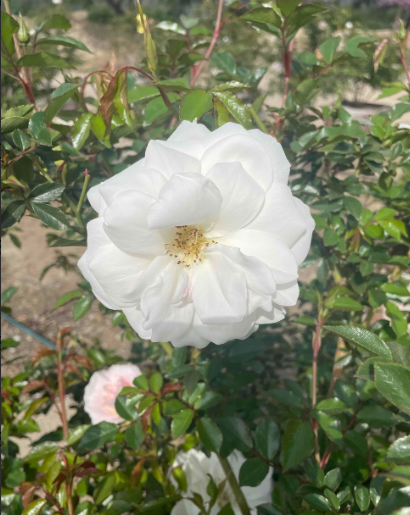 Rosa 'Iceberg'