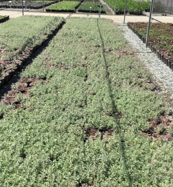 Sedum tricolor 'Sedum tricolor'