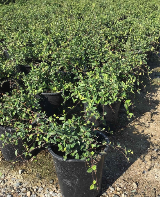 Trachelospermum asiaticum 'Asian Jasmine'