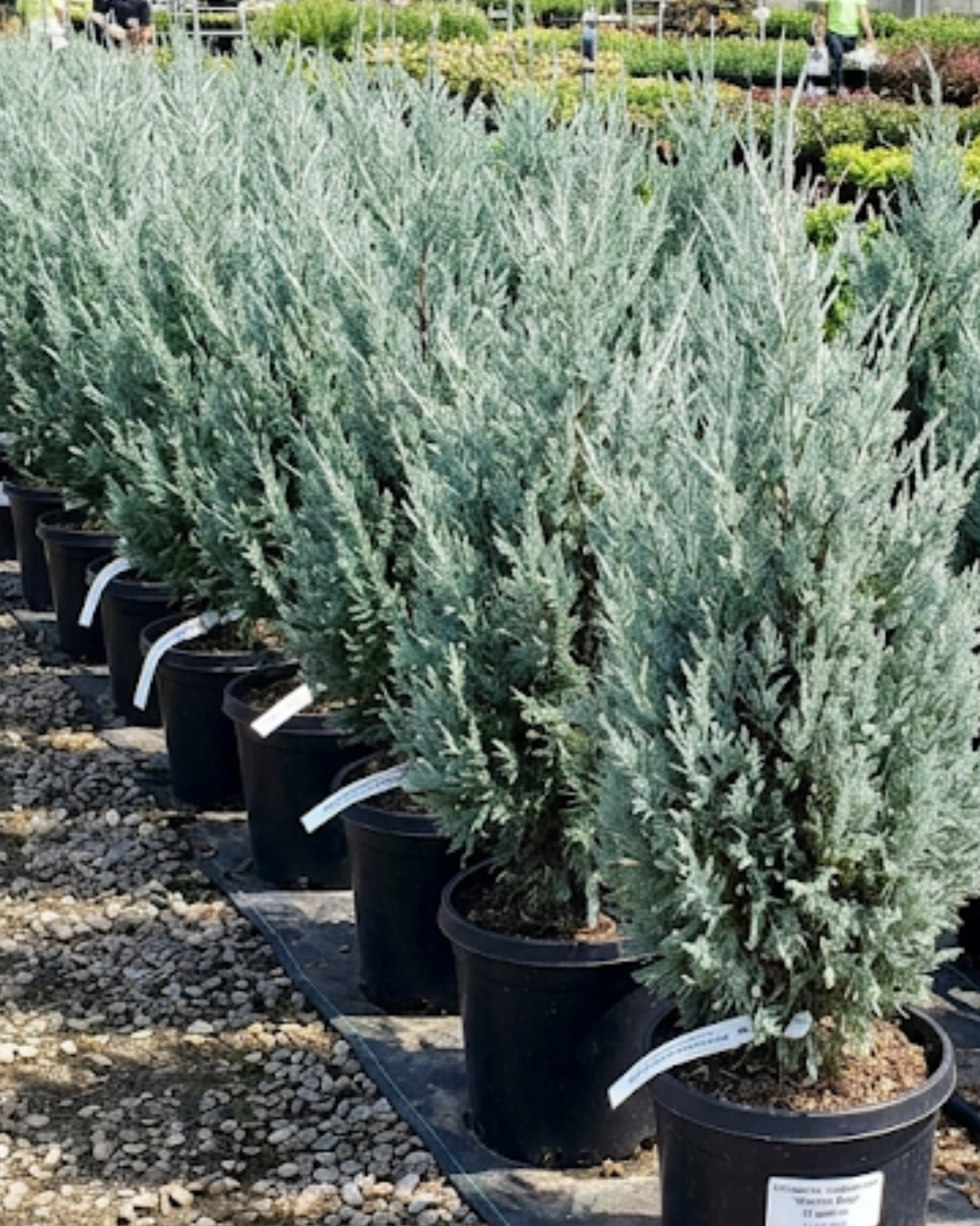 Wichita Blues (Juniperus scopulorum)
